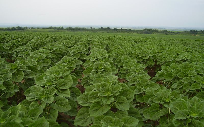 1200 hektárov